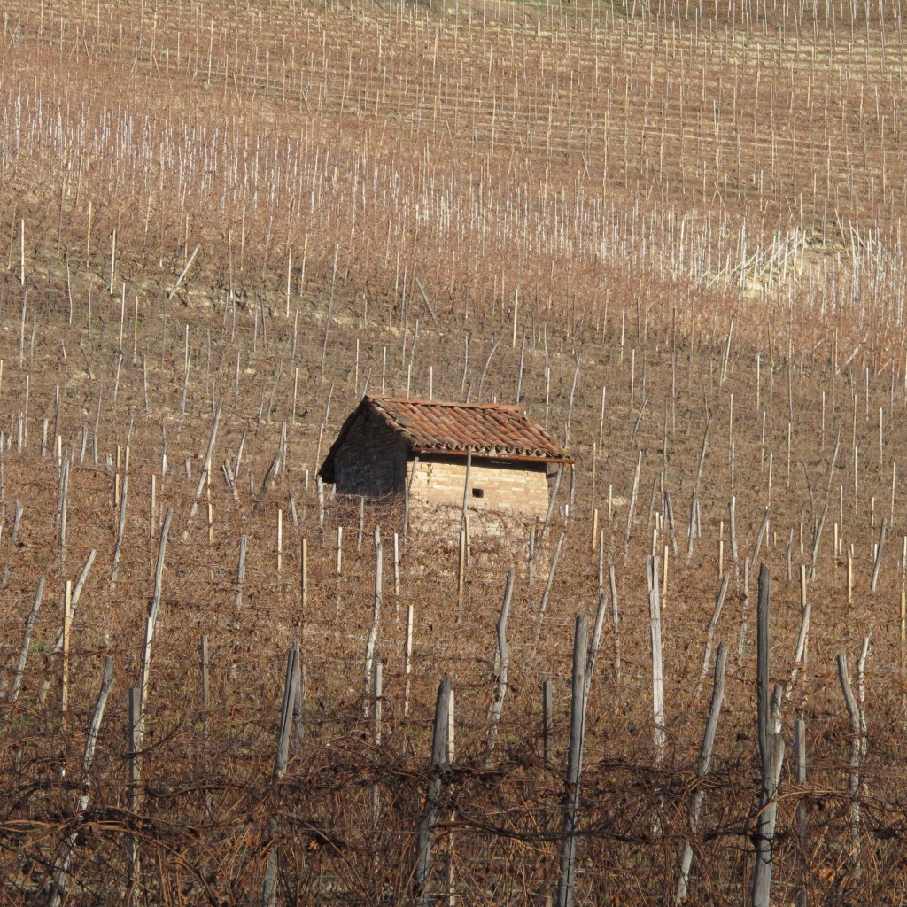 The bare vines of Piemonte in the winter. 