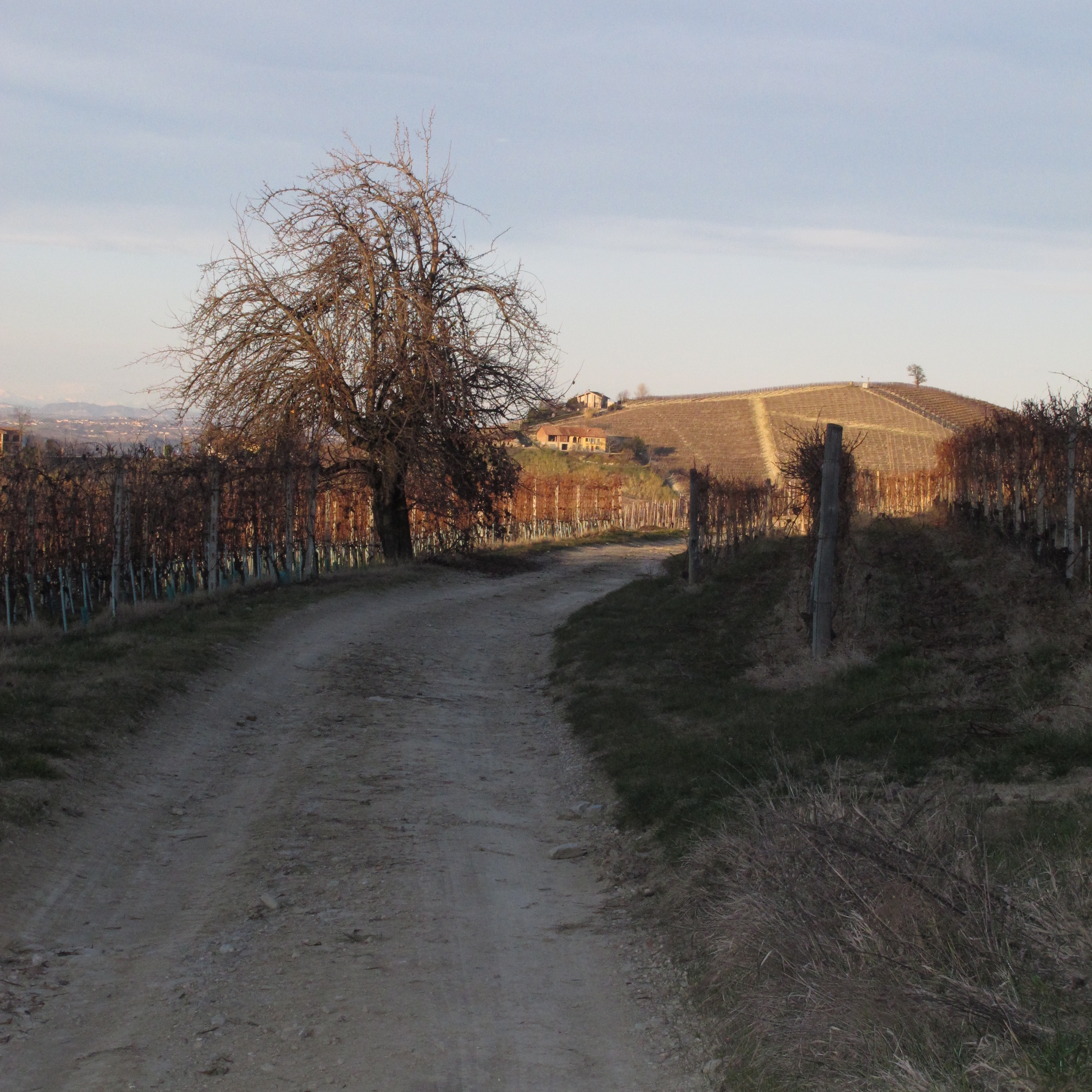 Vineyard Path