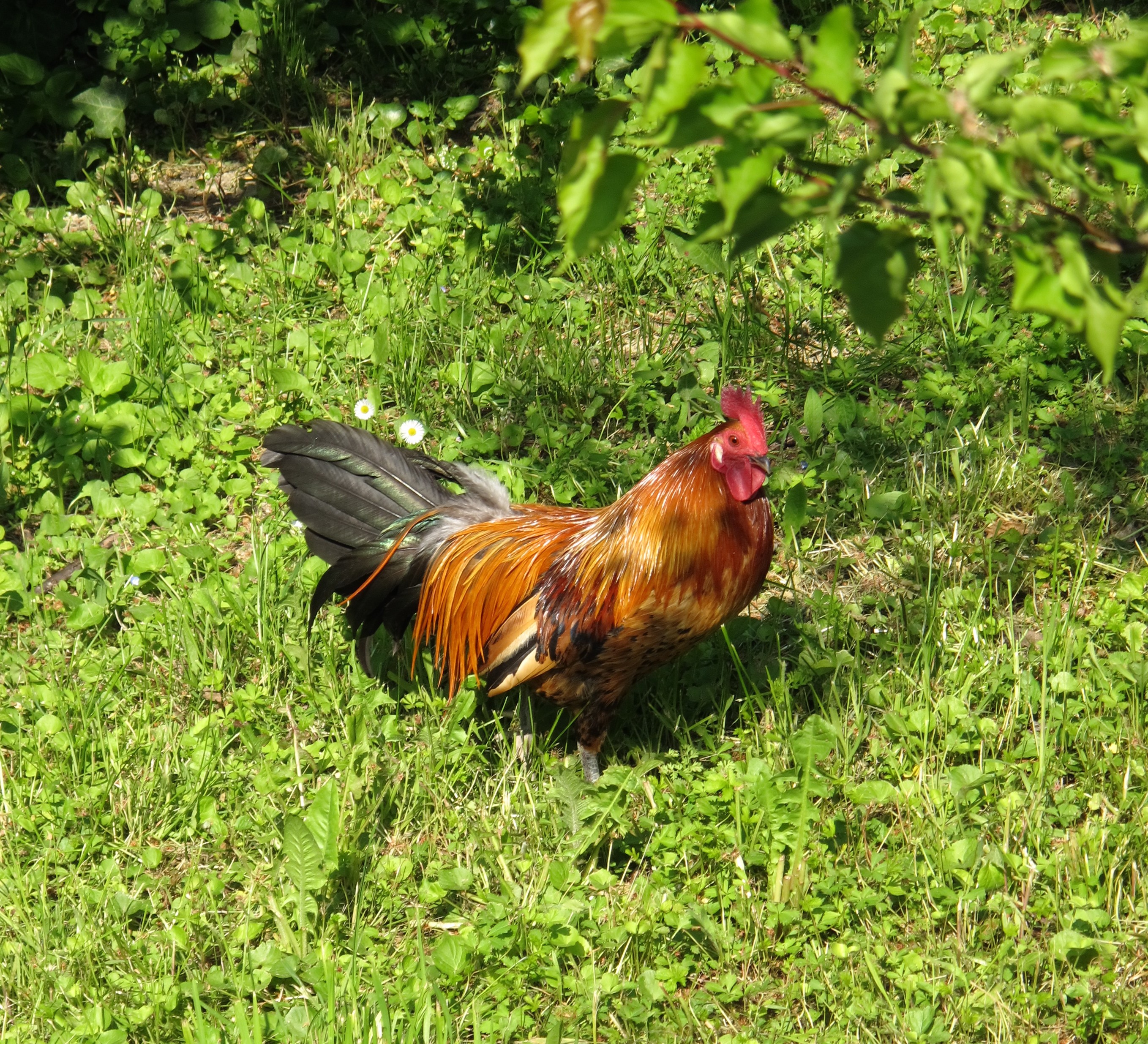 A wild rooster we spotted near our house. 