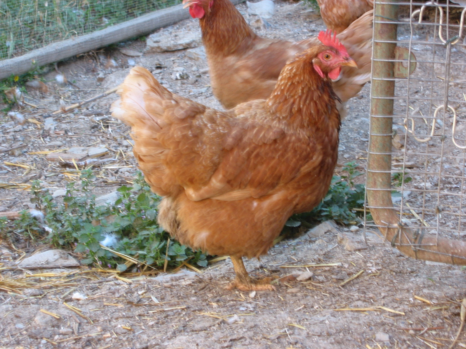 Anna's Chickens