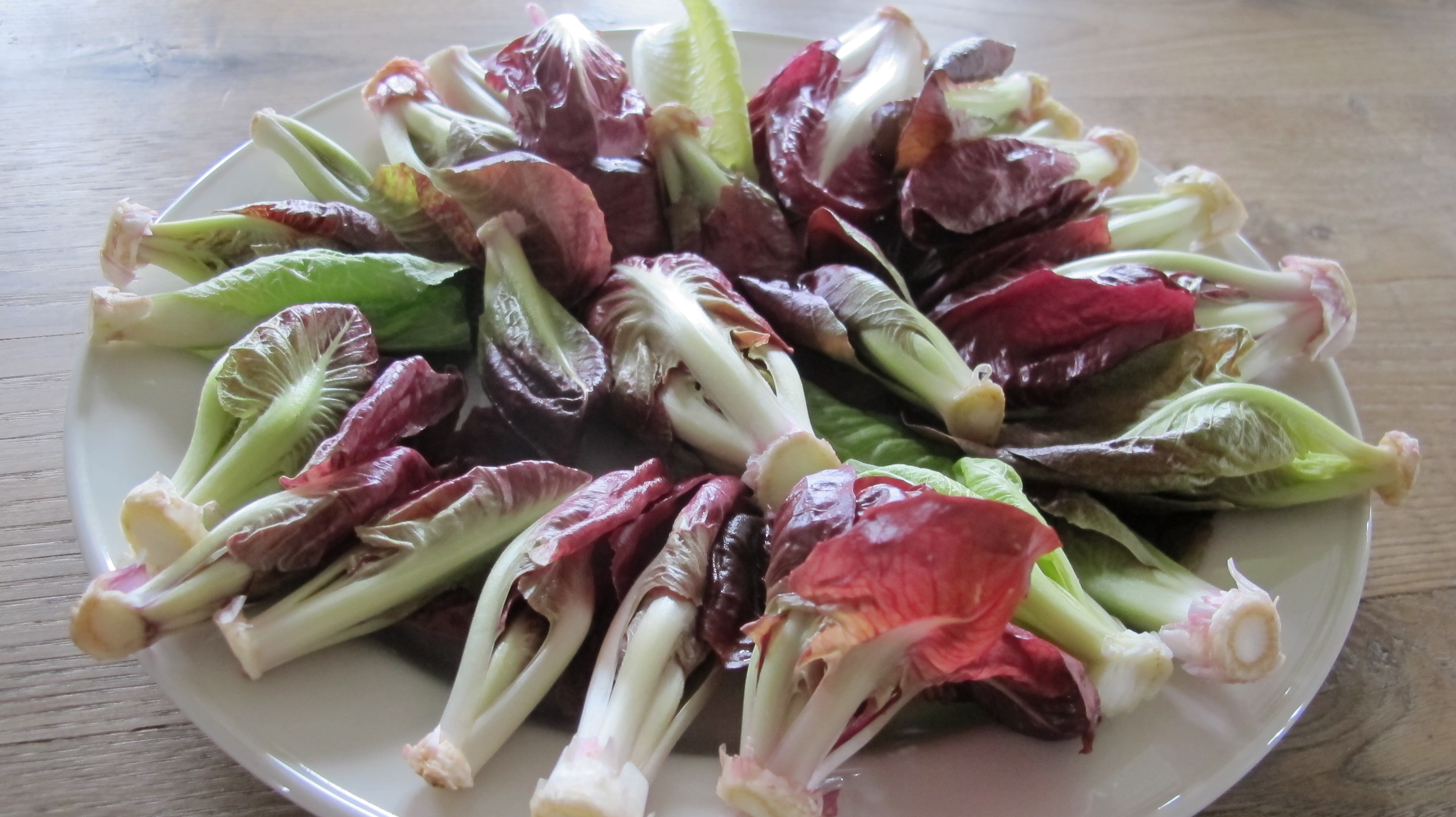 Italian Radicchio 