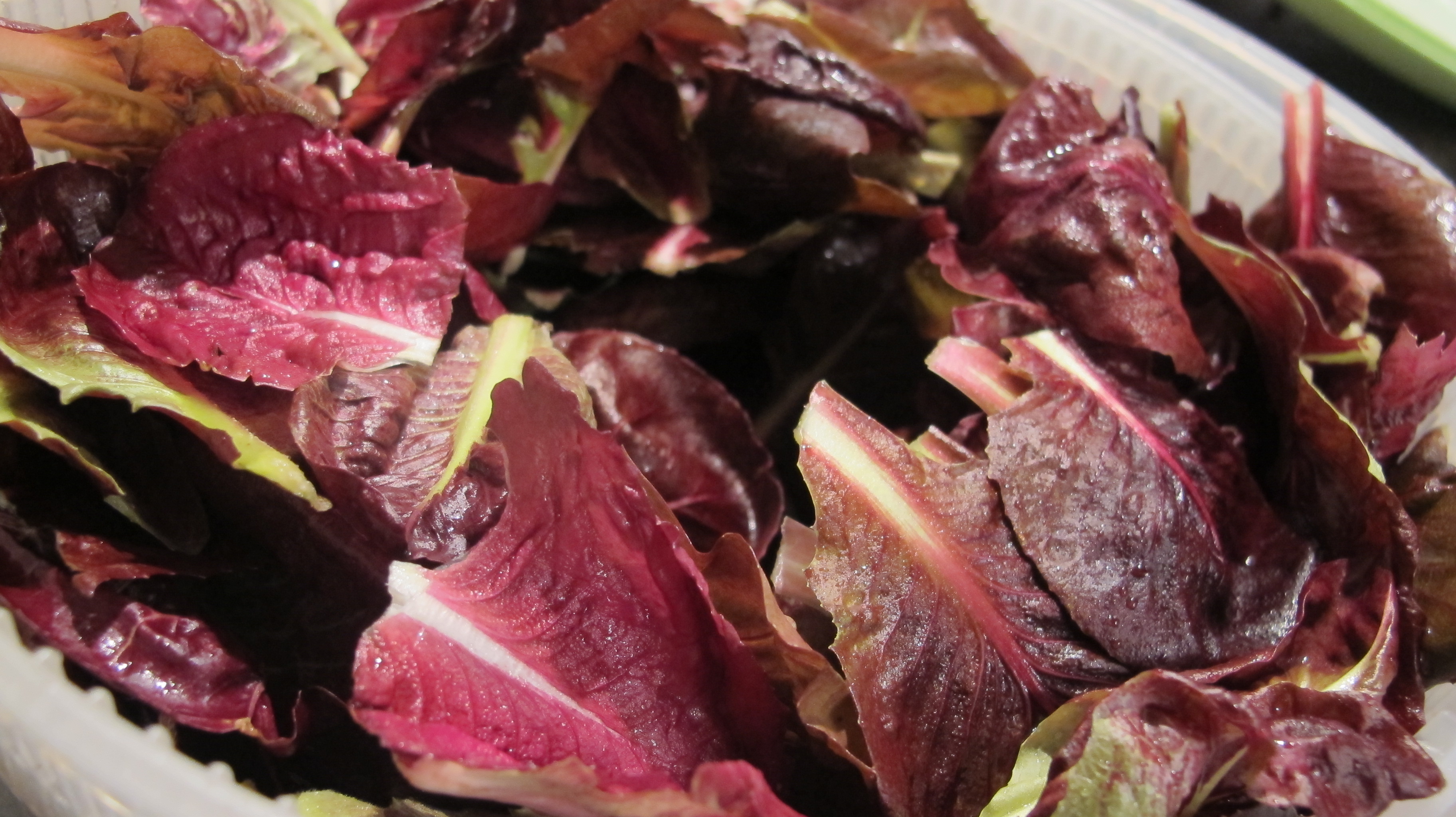 Italian Radicchio 