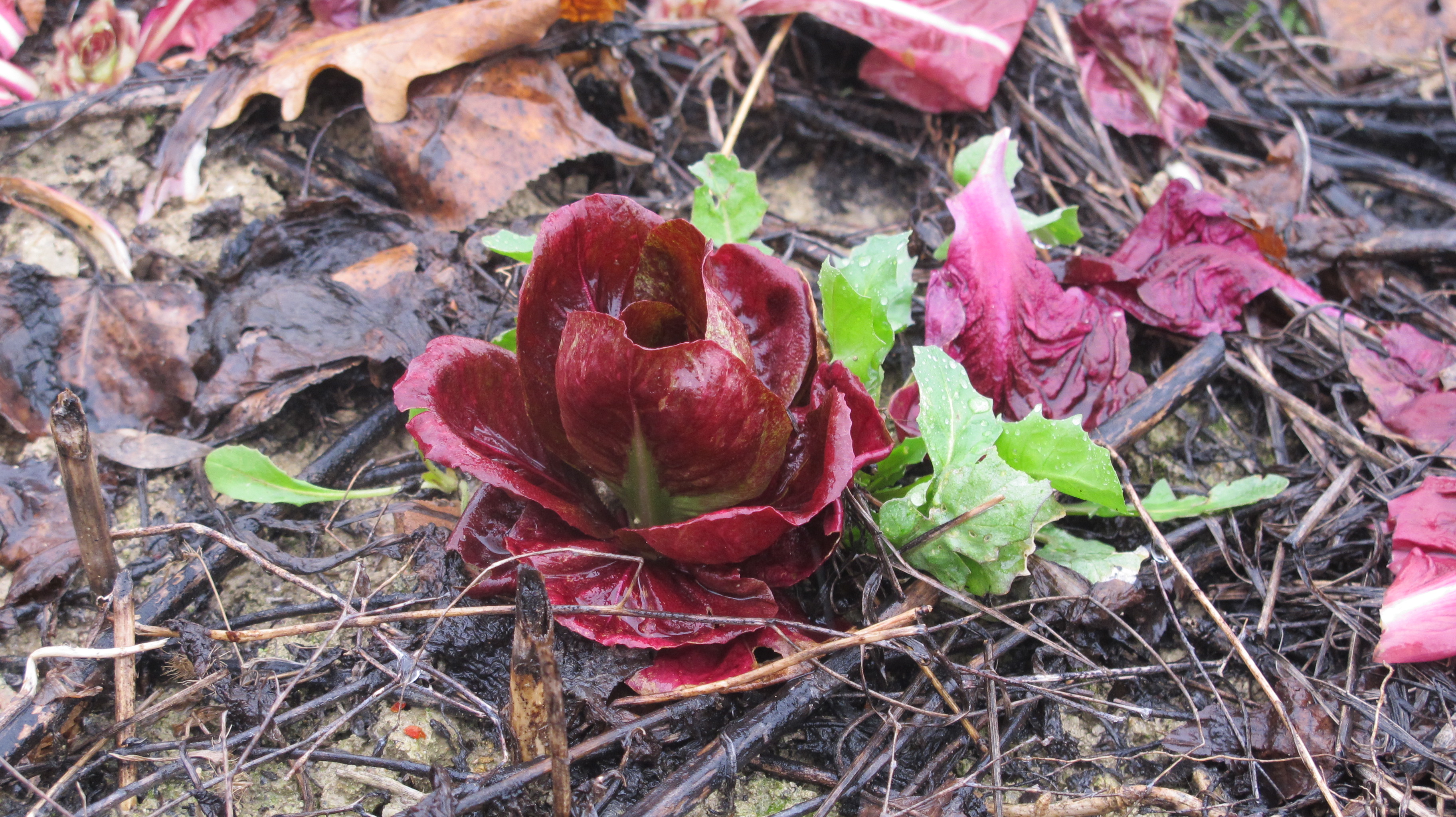Radicchio pops out amongst fallen branches and deceased plants. 
