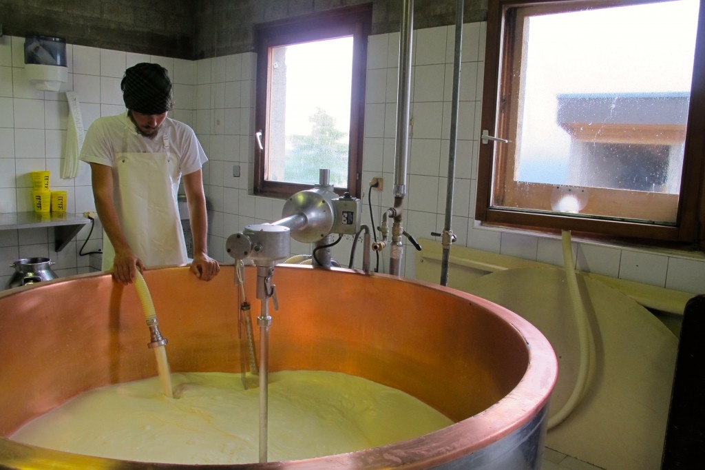 Making afternoon cheese. Francesco pumps the cow milk from the canteens outside into the basin in the lab. 