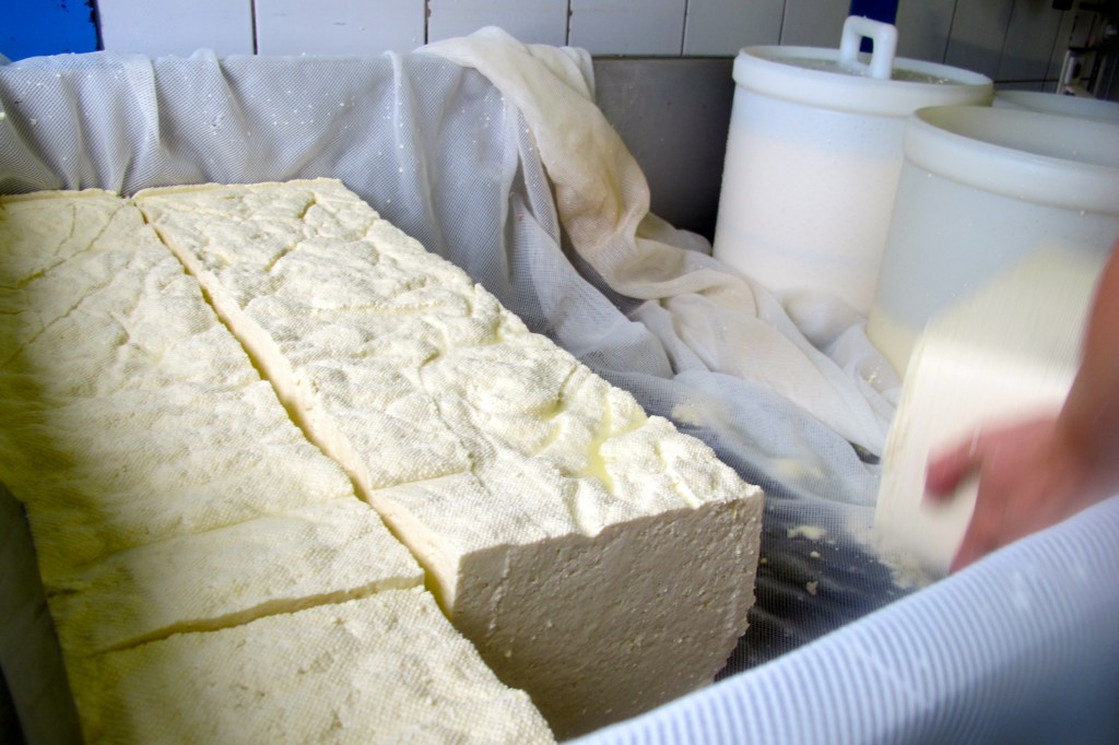 Making Cheese